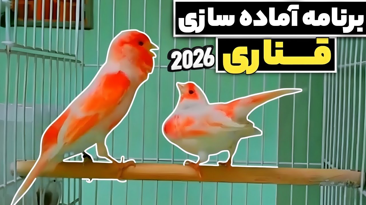 برنامه آماده سازی قناری برای جفت گیری | افزایش سریع مستی + تغذیه اصولی