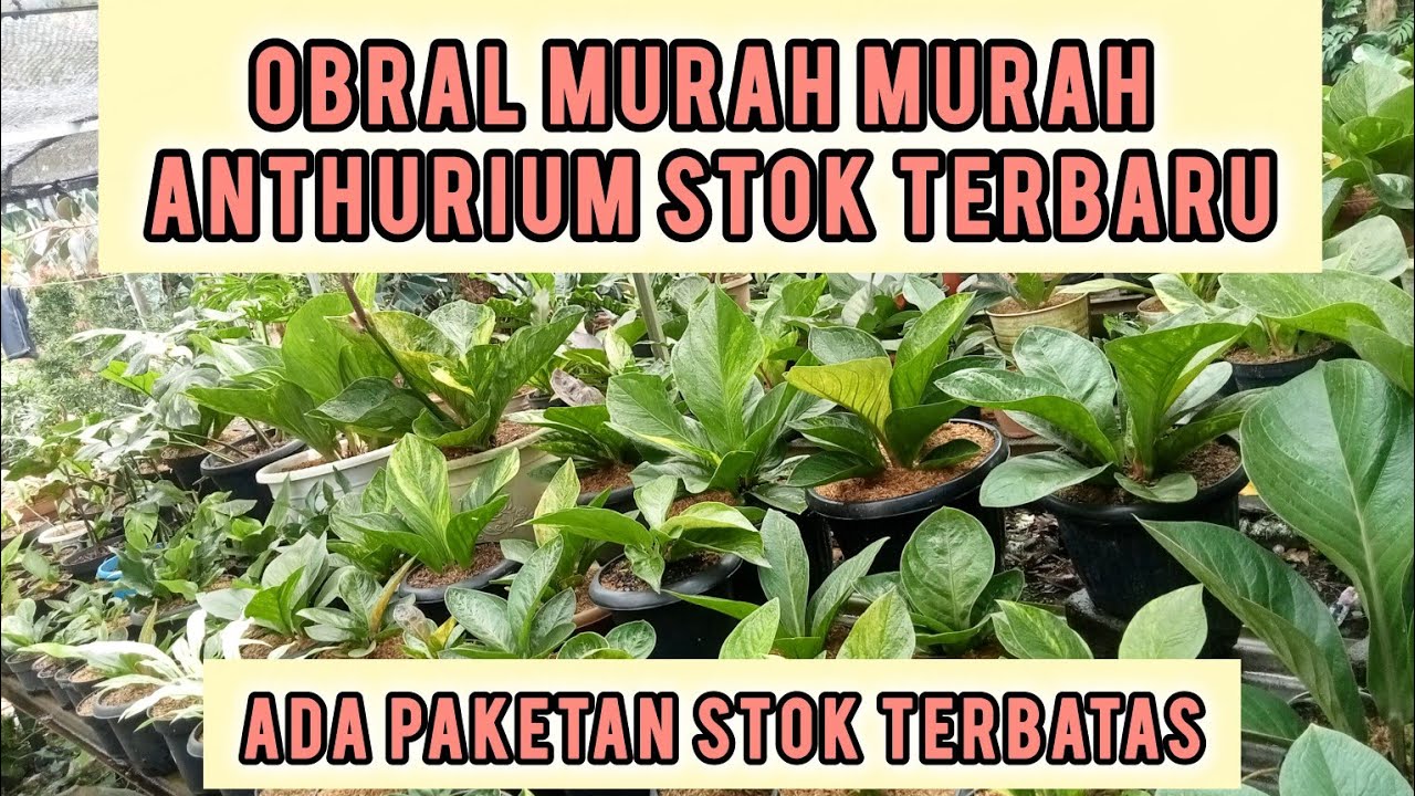 OBRAL HABIS HABISAN FULL ANTHURIUM ‼️ , SUPER EKONOMIS  & ADA HARGA PAKETAN LOH , GERCEPIN LAGI
