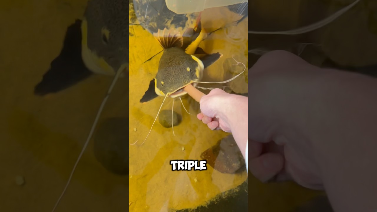 Life Story of the Worlds Biggest Catfish!