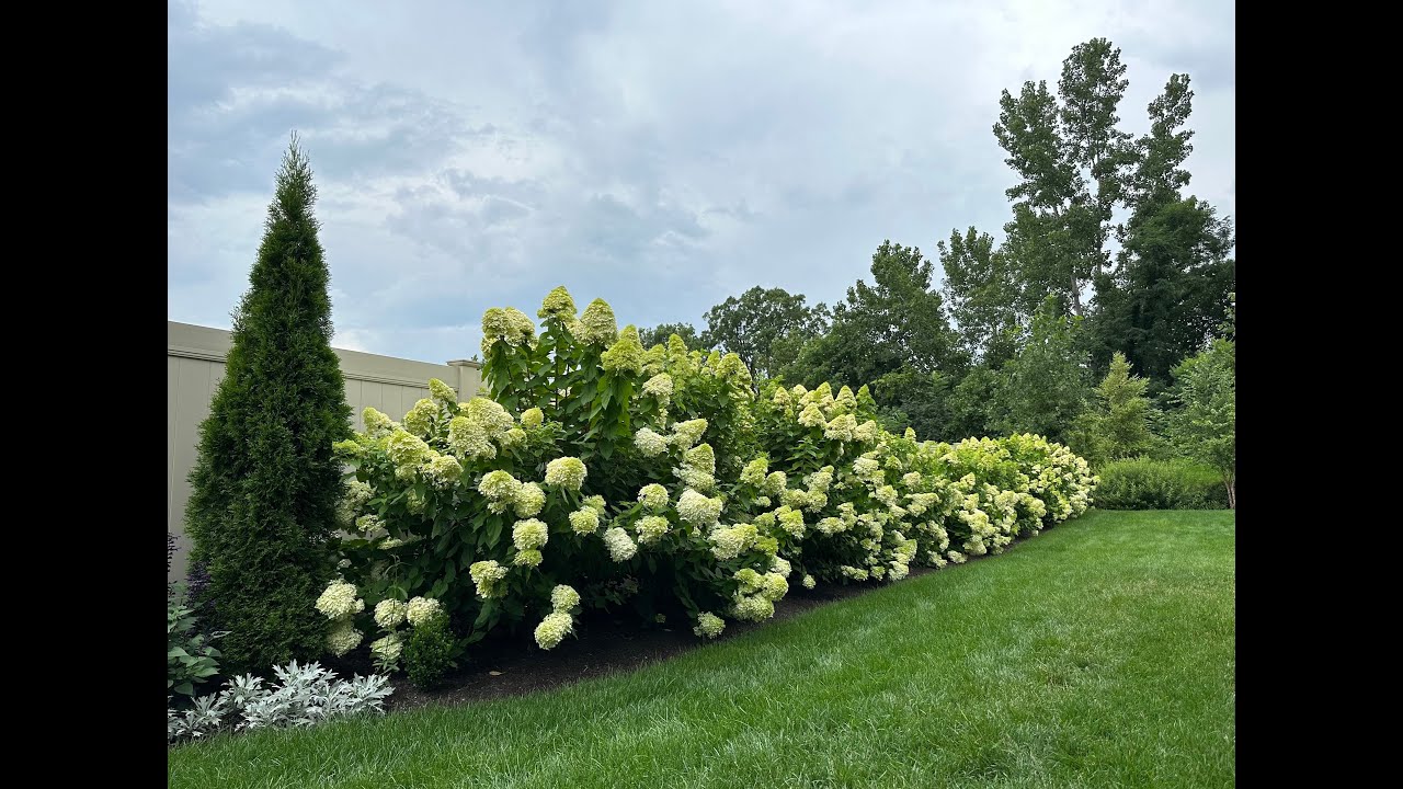 94 Hydrangeas and Counting ⭐️ Sharing all the Hydrangeas in Our Garden