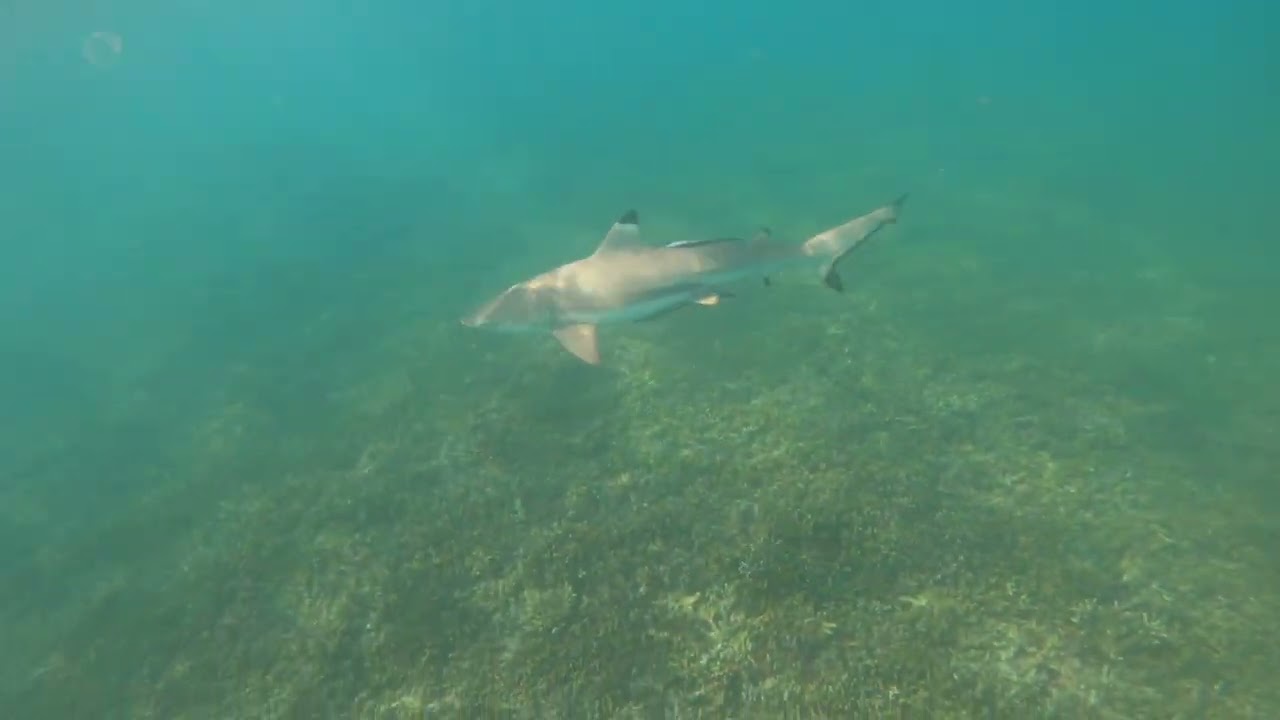 Snorkeling at the Shark Point, Perhentian Island, Malaysia
