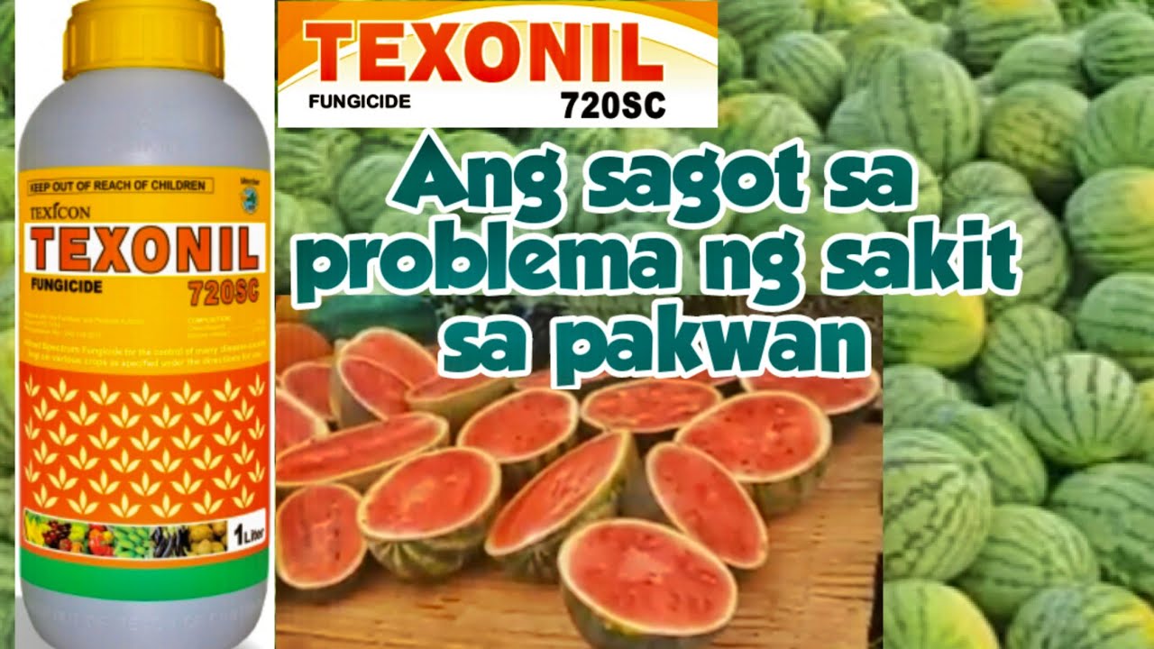 How to Identify the Diseases of Watermelon/Disease Management Strategy
