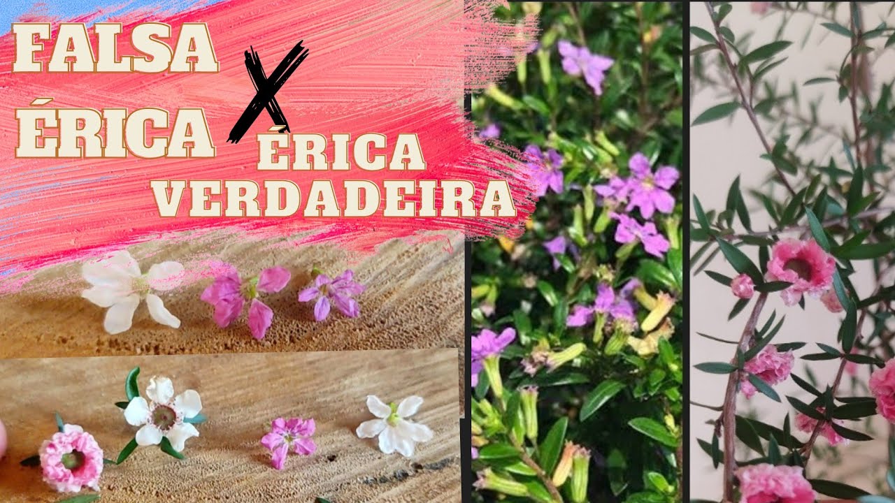 Diferenças entre falsa e verdadeira Érica - Érica japônica - Cúfea - assista o vídeo