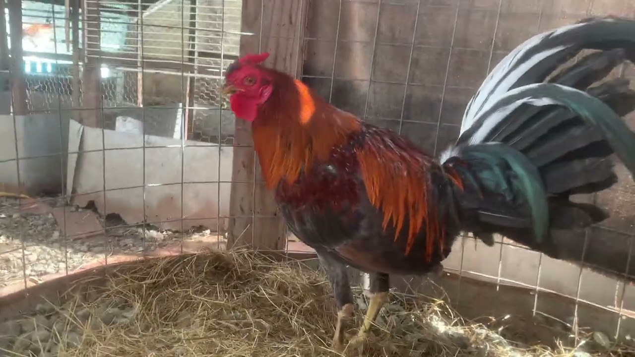 marcado 10 peso 3,8 linia padre 1314 mon diez  disponible 8293318547