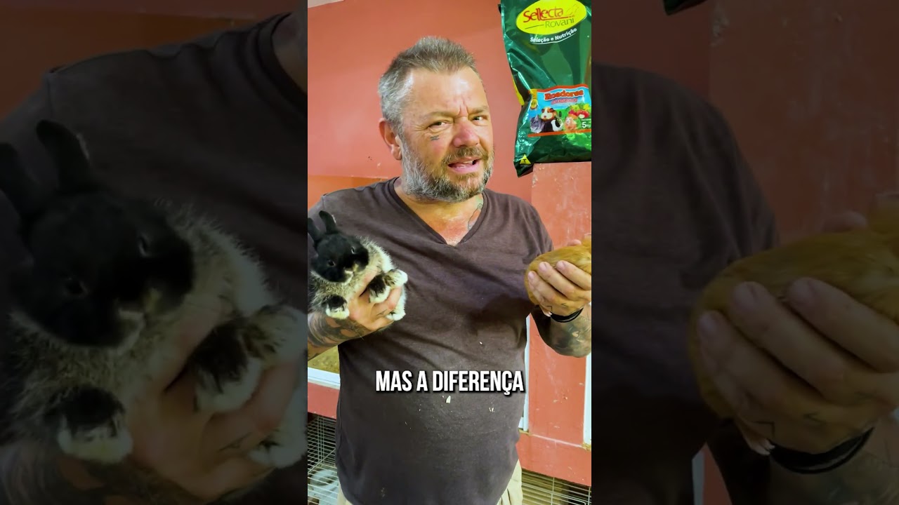 QUAL A DIFERENÇA ENTRE UM LAGOMORFO E UM ROEDOR? 