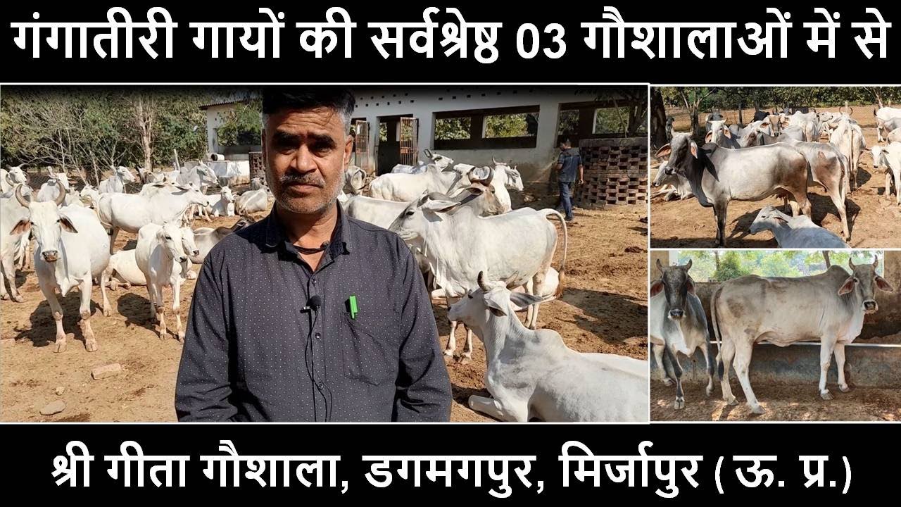 गंगातीरी गायों की सर्वश्रेष्ठ 03 गौशालाओं में से || गीता गौशाला, डगमगपुर, मिर्जापुर || Gangatiri Cow