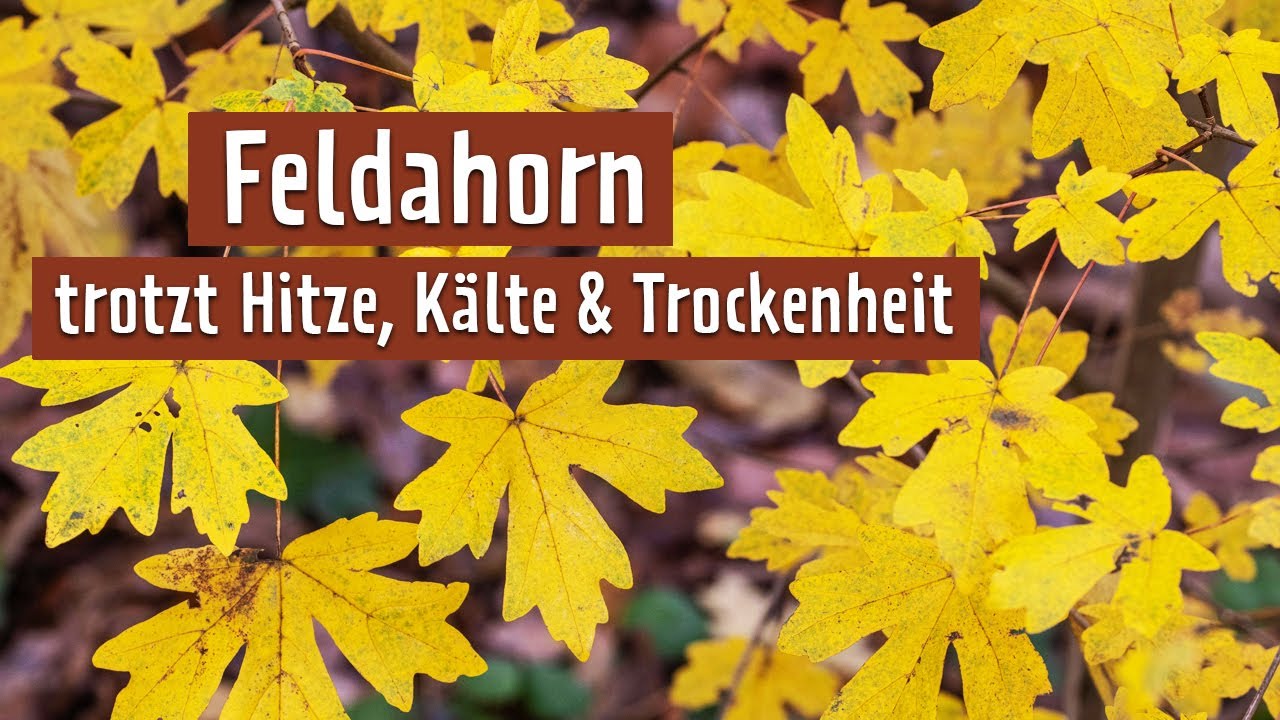 Für schwierige Standorte: Einen roten Feldahorn pflanzen | MDR Garten