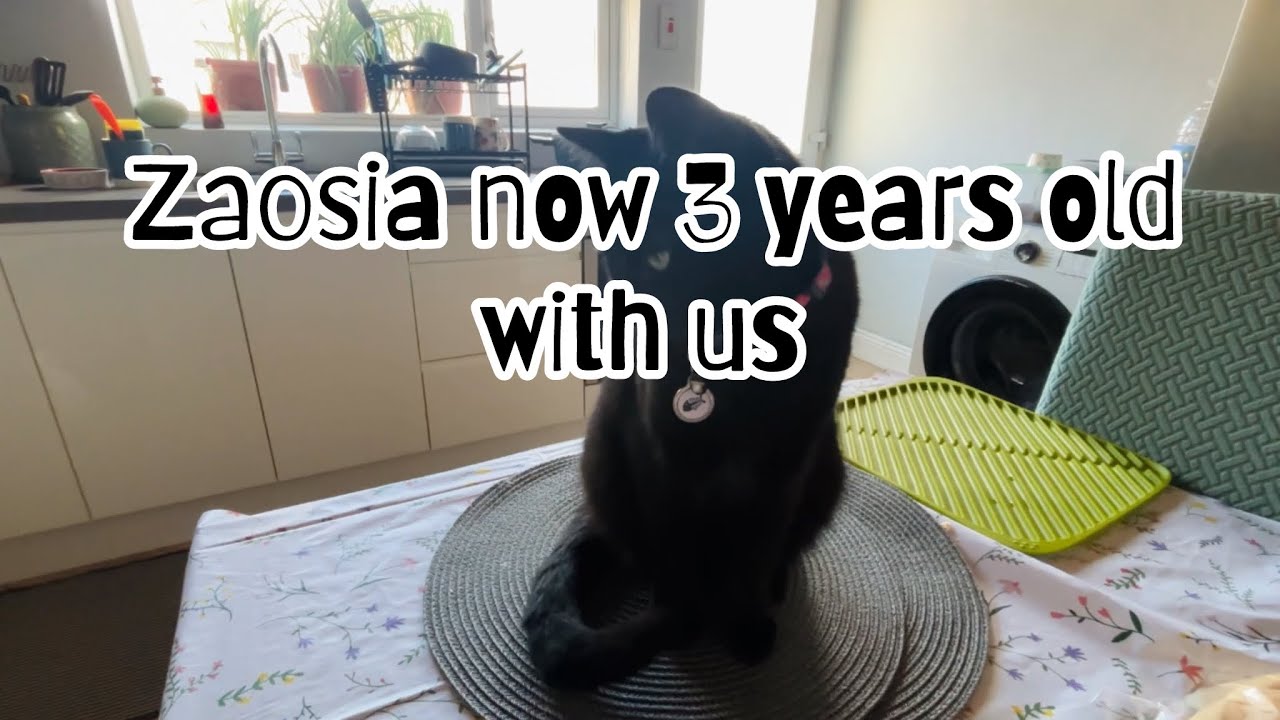 Zaosia now 3 years old with us
