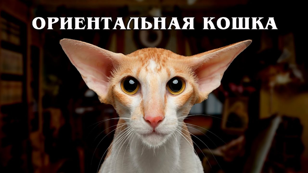 Самая Разговорчивая Кошка в Мире: Ориентал