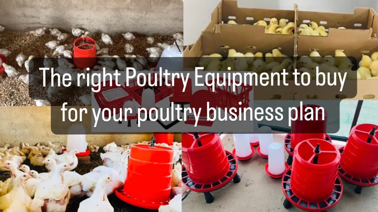 WHAT TYPE OF EQUIPMENT YOU NEED TO RAISE BROILER CHICKEN | Feeders & Drinkers To Buy in Poultry Farm