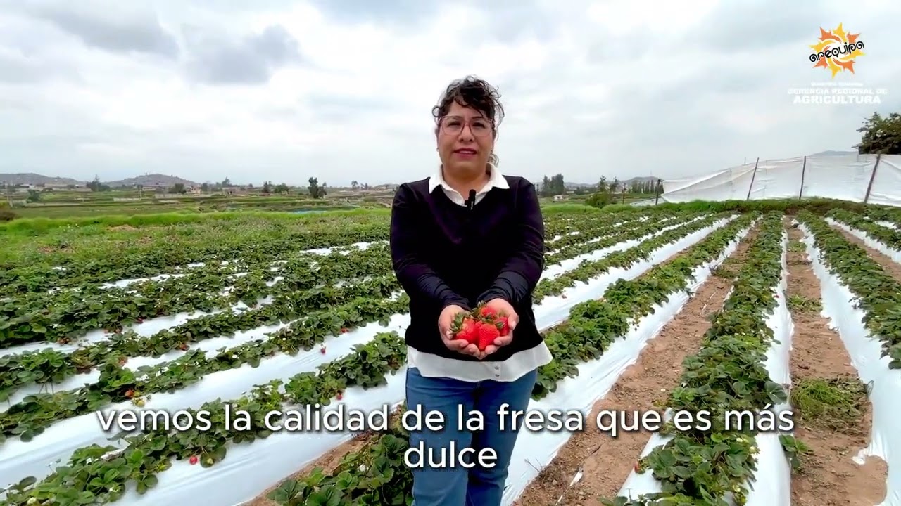 #gerenciaregionaldeagricultura | 🌱🍓🍓🍓Resultados que fortalecen el campo