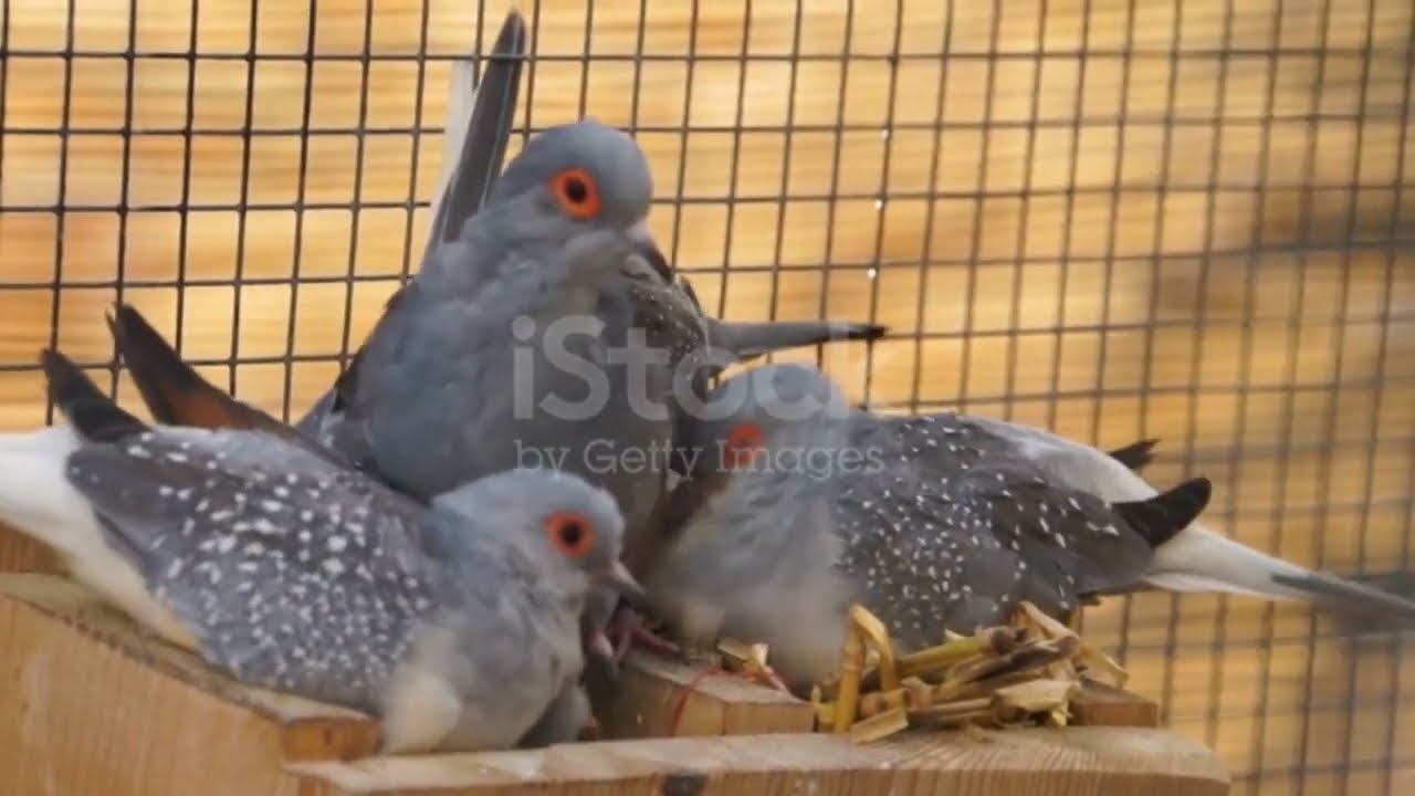 How to Breed Diamond Dove || Diamond Dove Breeding tips