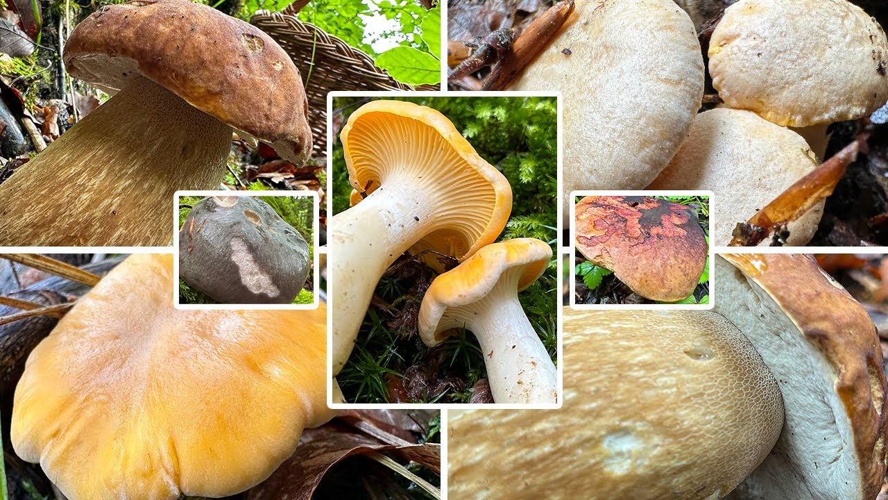Endlich große Sommersteinpilze | Speisepilze sammeln im Juni | Pfifferlinge, Steinpilze | 02.06.2024