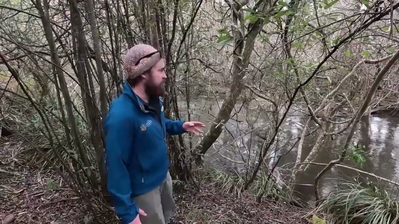 Identifying willows for removal - Derwent Catchment Project