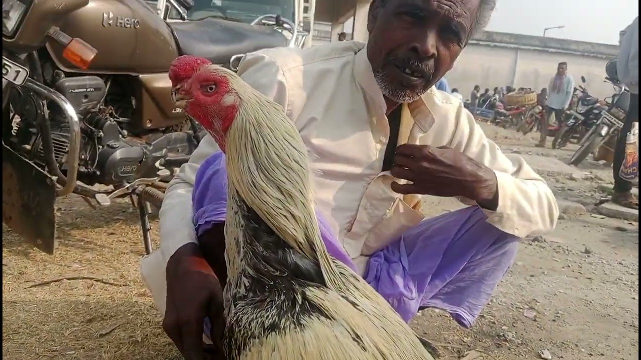 আজকে বলরামপুর হাটে কতো টিয়া ঠোঁটের মুরগা নেমেছে দেখো বন্ধুরা 