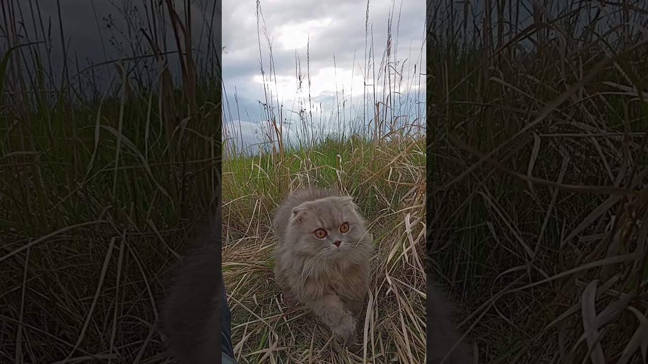 With Beautiful Cat on the Field
