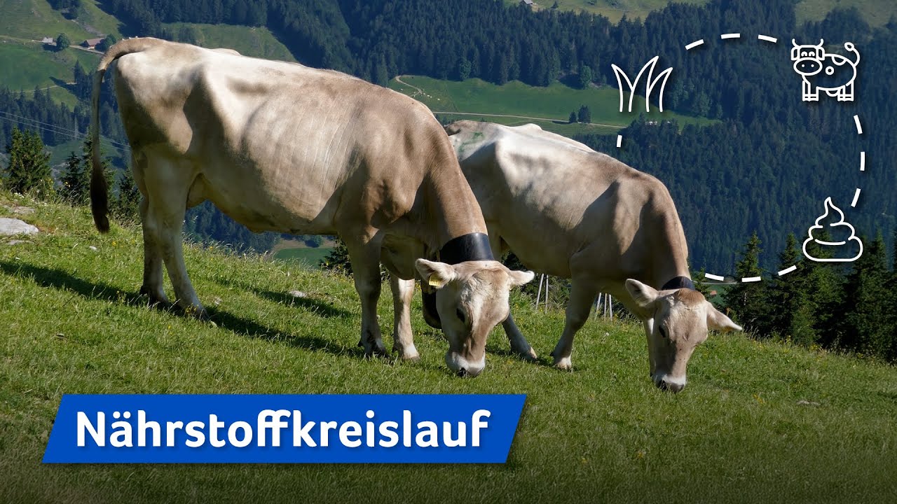 Wie Kühe Milch und Dünger produzieren – Ein natürlicher Kreislauf