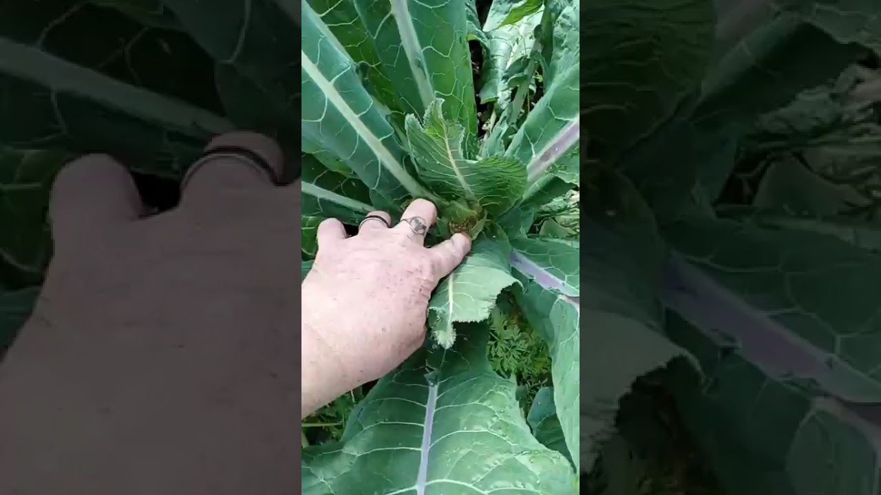Texas Cold Front Coming a What Veggie Fruit Trees are we Covering in the Garden in South Texas? 
