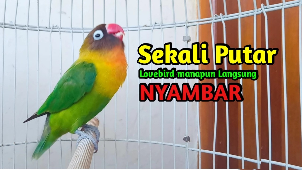 Lovebird Ngekek Panjang GACOR MANTAB AKTIF Memancing BUNYI, Jenis Lovebird apapun PASTI NYAUT