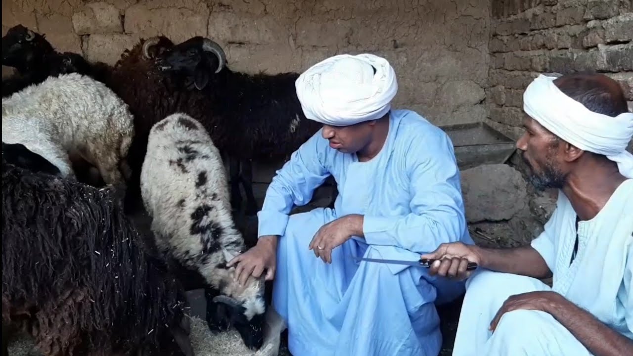 الحاج الضوى الغلابه و خروف العيد