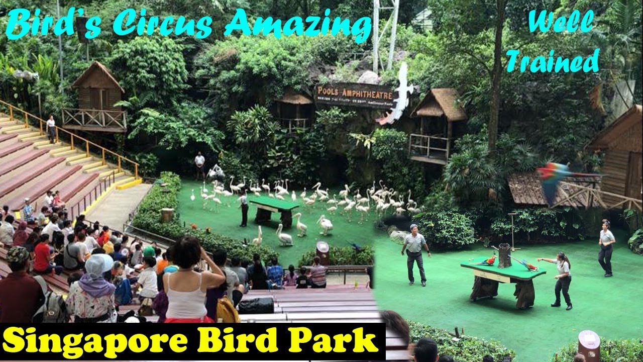 பறவைகளின் சாகசங்கள் | அருமையான பயிற்சி | Singapore Jurong Bird Park | V P Santhosh