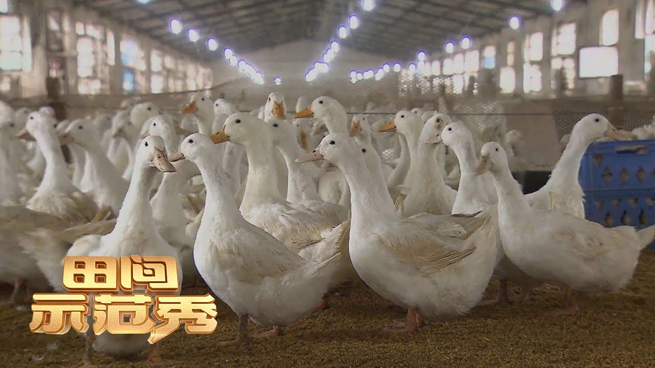 鸭子养殖讲究多，想提供鸭子的产蛋量，科学化的饲养方式必不可少！丨「田间示范秀」20221212