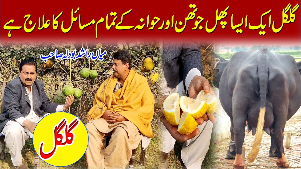 buffalo and cow udder and nipple treatment by natural fruits | buffalo farming | farming Pakistan