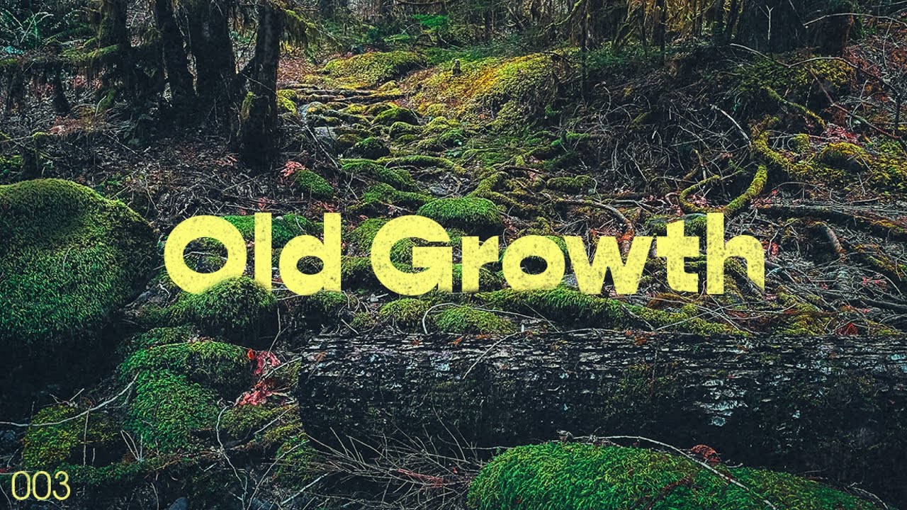 Old Growth || Mt. Hood National Forest
