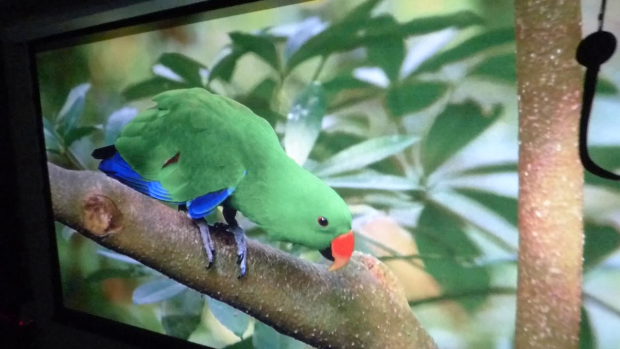 ROLL UP AND DOWN MOTORIZED PROJECTION SCREEN PAINTED WITH LUMINOUS ALR CINEMA PAINT