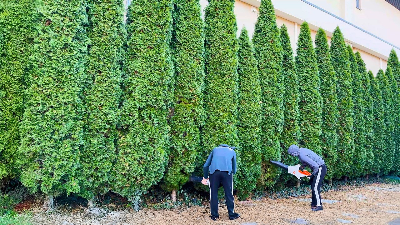 He Trimmed the Tallest Hedge I’ve Ever Seen!