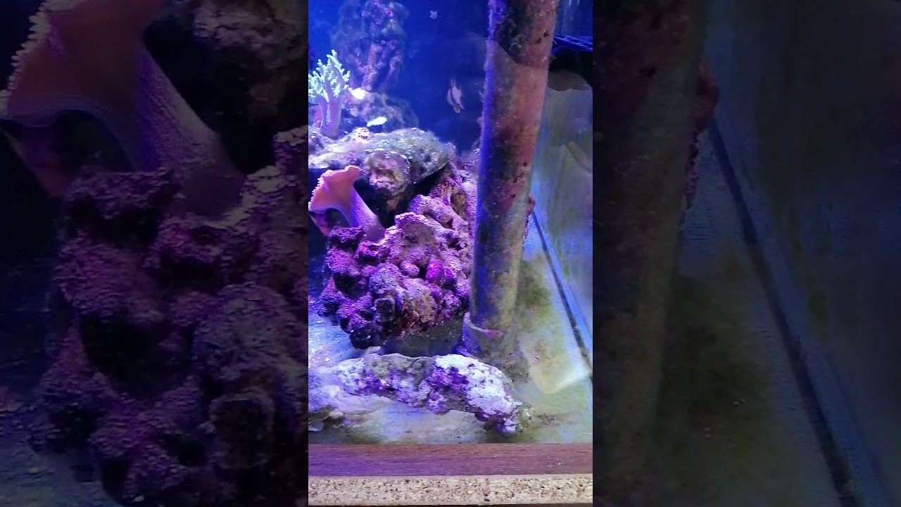 Using Flux rx on a marine tank with hair algae