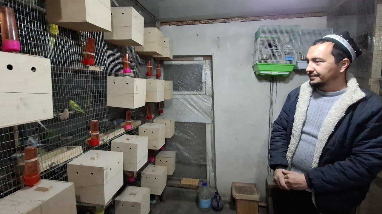 2-Qadam popugay ko'paytirish uy sharoyitida Попугай купайтириш уй шаройитида 2-кадам