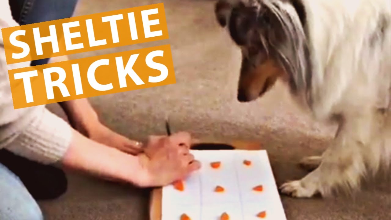 Sheltie Dog wins Tic Tac Toe | Cute Sheltie Puppies New Tricks and Training (Compilation)