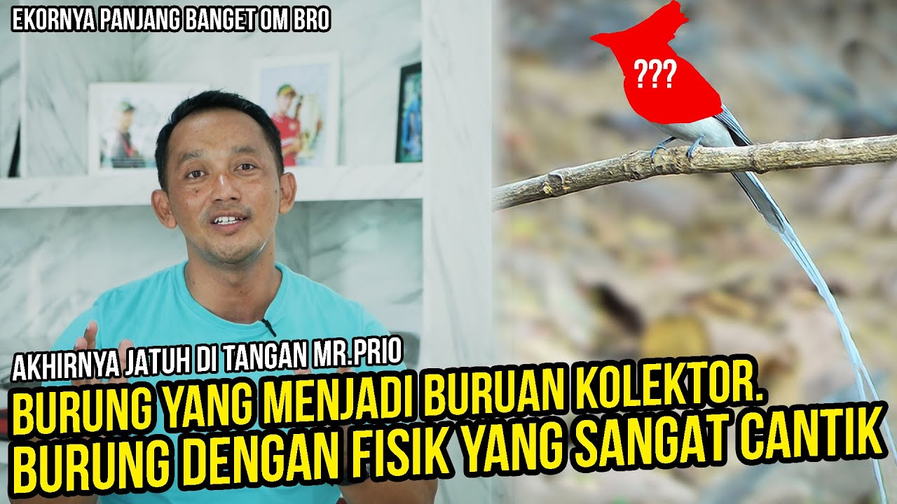Review Burung Tali Pocong Hasil Perburuan Mr.Prio Excellent. Murai Batu Kalah Ga Ya?