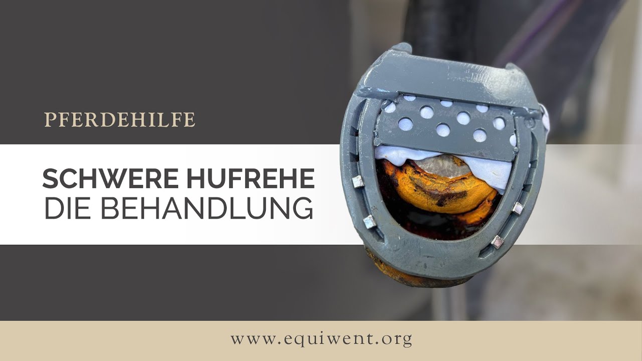 Schwere Hufrehe: Hauptfilm – Hufrehe, Hufbeinsenkung, Ausschuhen – die Behandlung