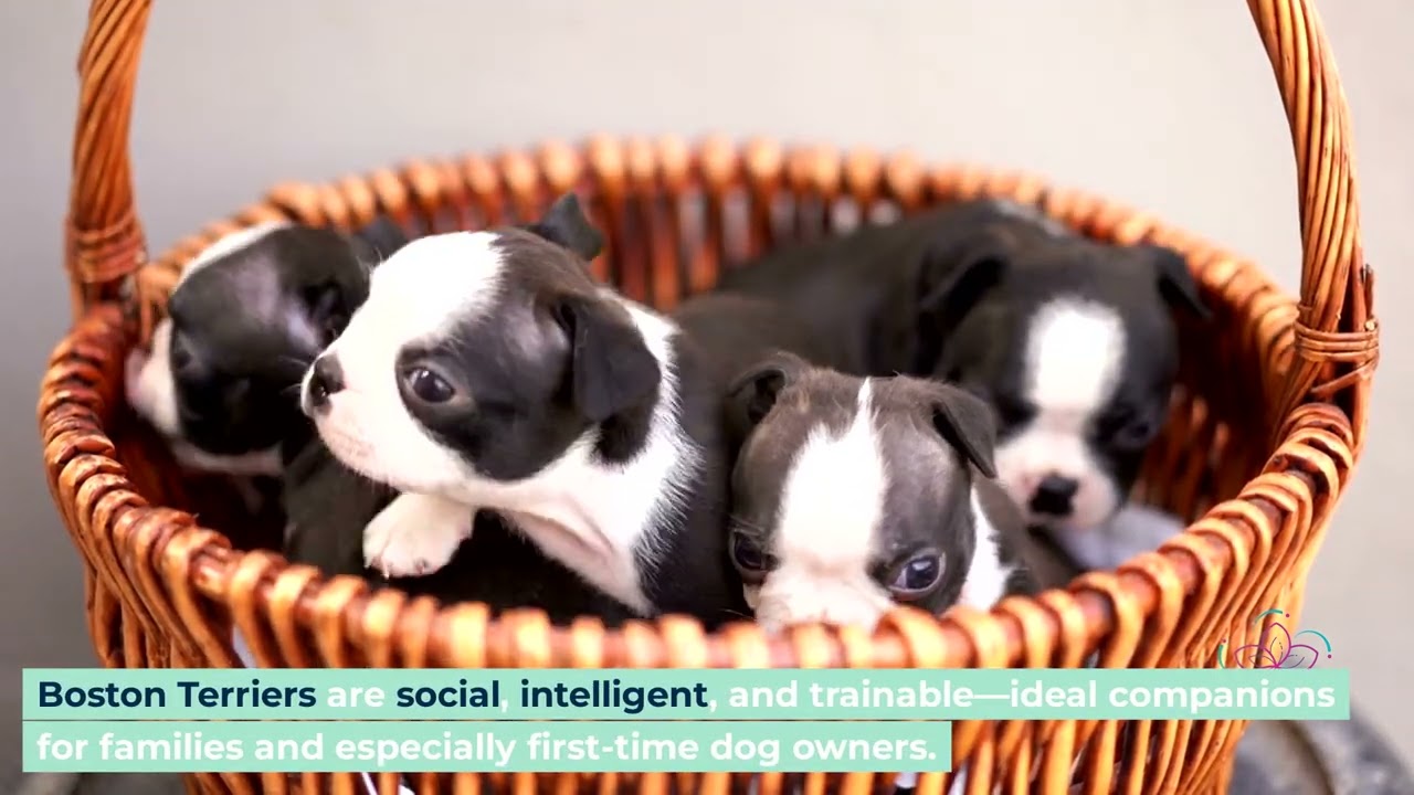 Best Small Dog Breeds for Small Homes Friendly Calm Low-Maintenance Companions Guide