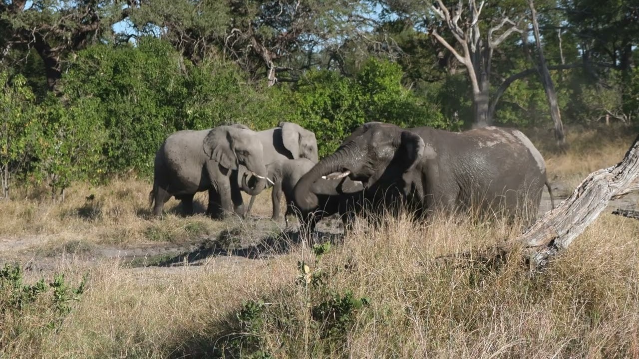 Canon XF605-Wildlife Safari at Camp Moremi, Botswana