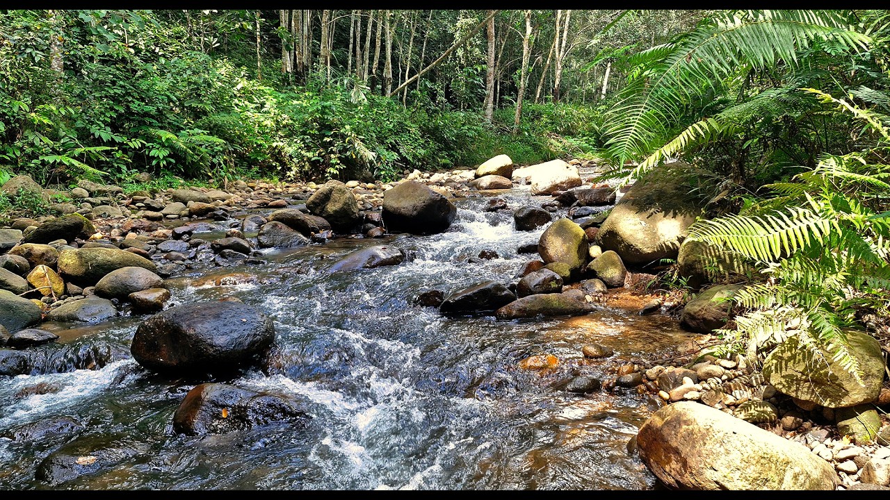 🌿Drift into Deep Sleep with Tranquil Creek Flowing Beneath a Green Forest Canopy