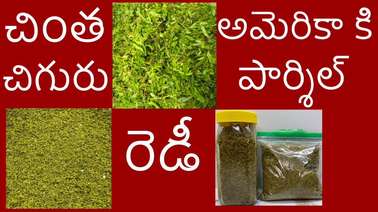 అమెరికా పంపటానికి చింతచిగురు రెడీ, నిల్వ వుంటుంది, రుచి కూడ, How to Parcel Tender Tamarind Leaves