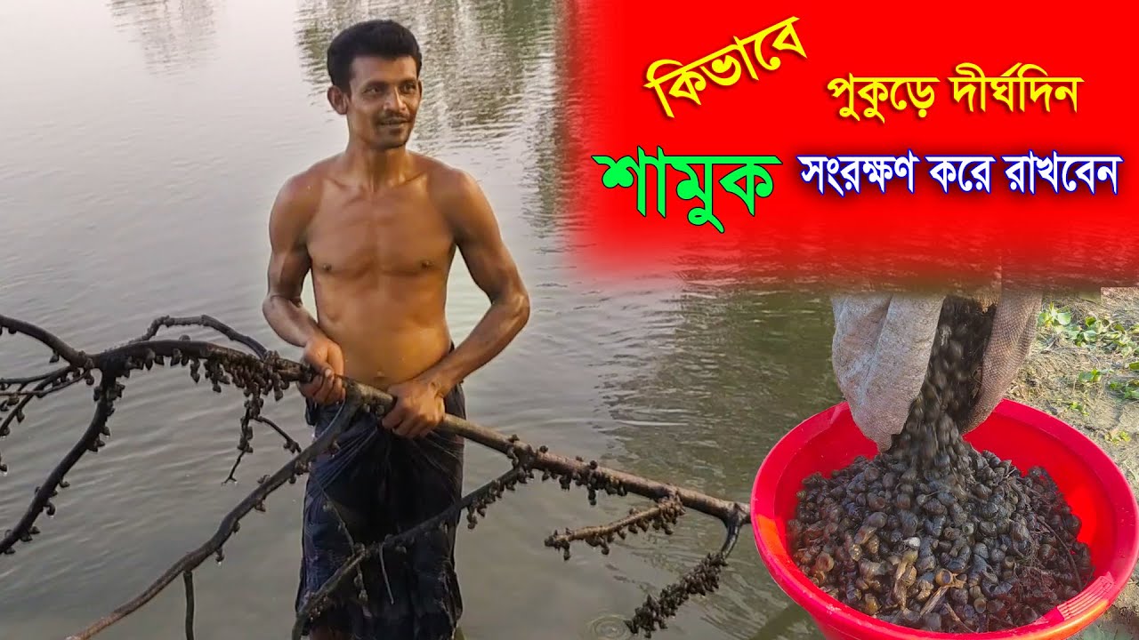 হাঁসের প্রাকৃতিক খাদ্য শামুক, দীর্ঘ-দিন পুকুড়ে সংরক্ষন করবেন কিভাবে জেনে নিন আজকের এই ভিডিওটি থেকে ।