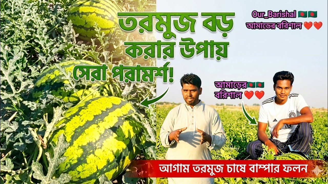 আগাম তরমুজ চাষের সময় | আগাম তরমুজ চাষ পদ্ধতি | tormuj chas poddhoti | watermelon chas in bengali #ত