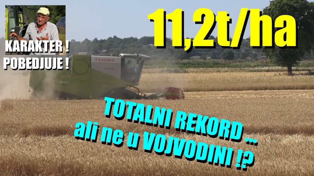 LUDI PRINOSI ALI NE U VOJVODNI  - PREKO 11 TONA PŠENICE PO HEKTARU - ovo su neverovatni LJUDI !