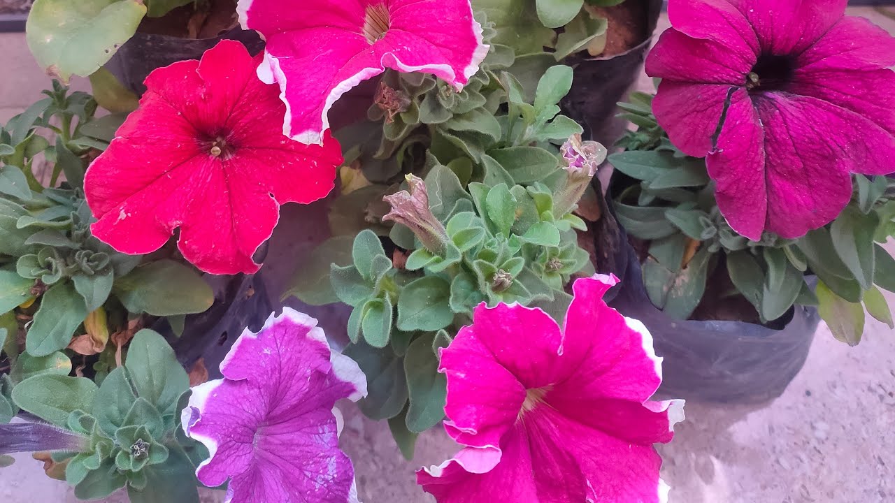 how to grow your plants 🪴 home gardening 