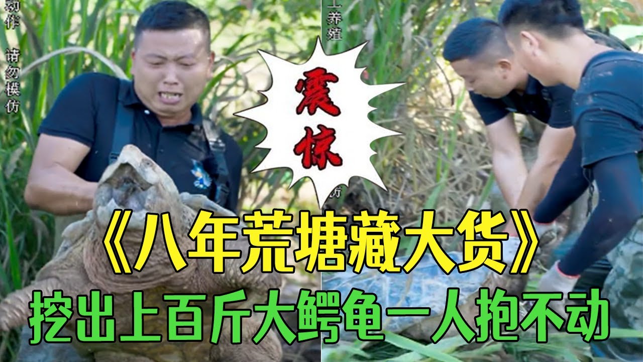 八年荒塘藏大貨，挖出上百斤大鳄龜壹人根本抱不動 #小飛哥#三農 #護外 #新農人計劃2026 #我要上熱門