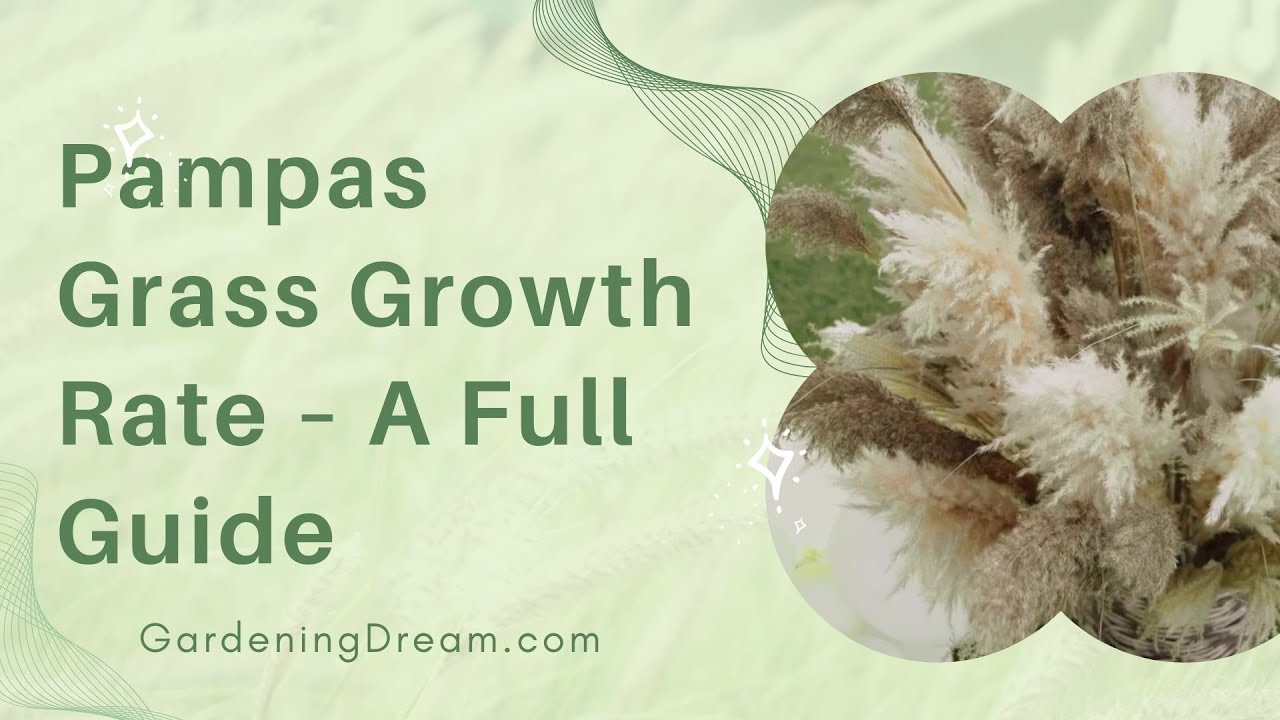 Pampas Grass Growth Rate &ndash; A Full Guide
