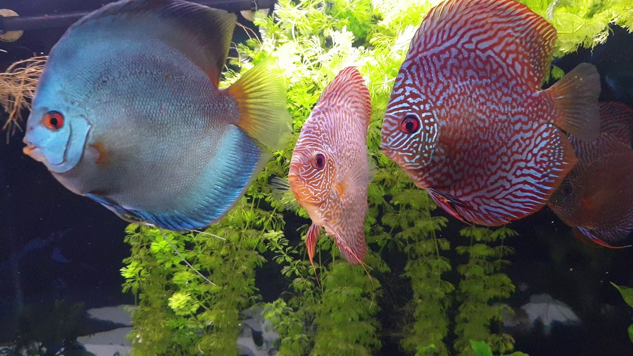 46. Peces disco en acuario pequeño.