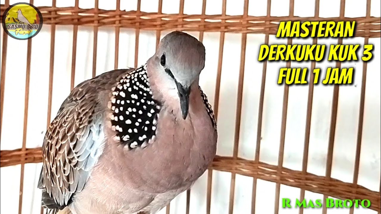 Masteran FULL 1 JAM Derkuku Kuk 3 || Tekukur Kuk3 Bakal Langsung NYAUT Gacor Burung Derkuku Anda