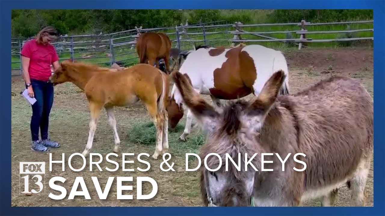 Utah nonprofit gives forgotten horses, donkeys new lease on life
