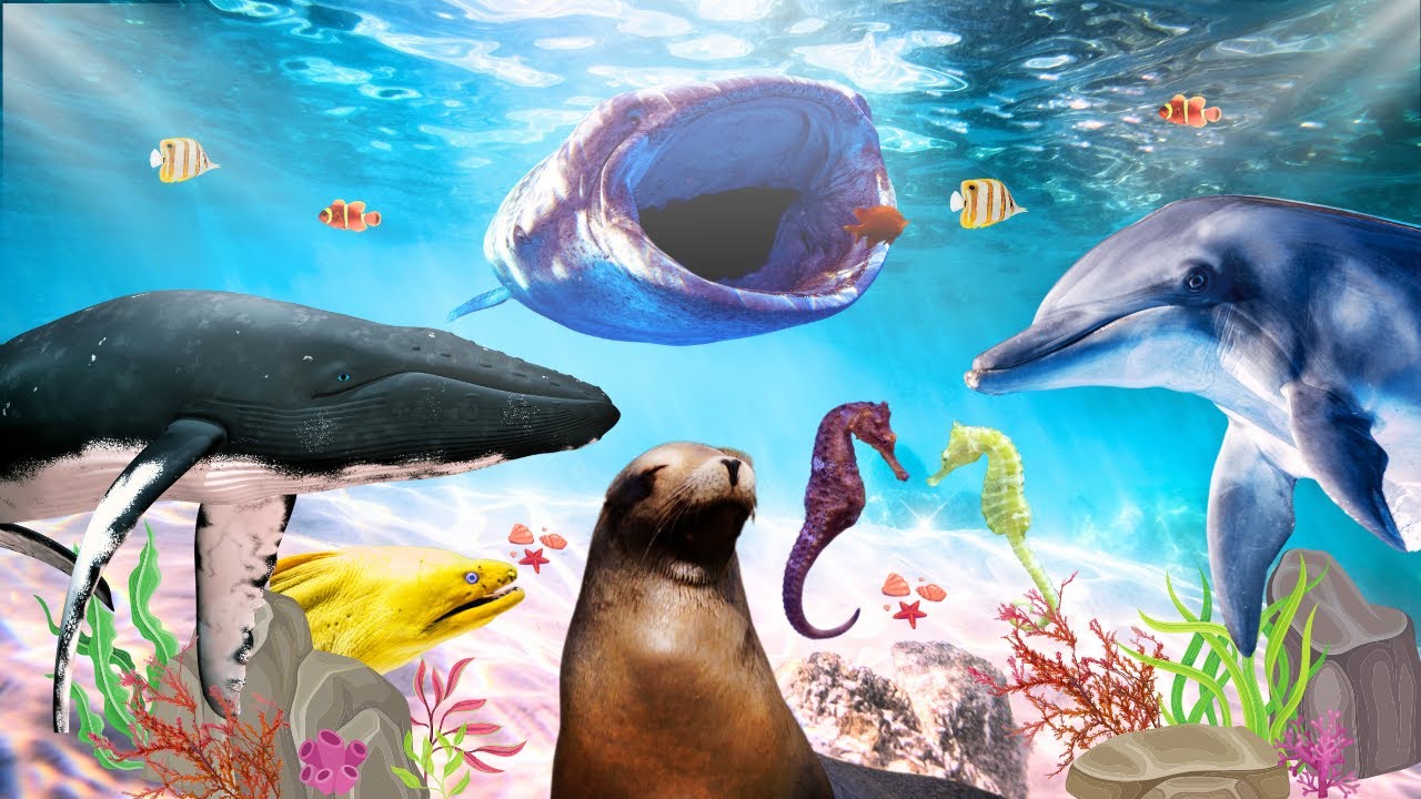 ANIMALI MARINI: Caratteristiche, Curiosità - ANIMALI DELL' OCEANO