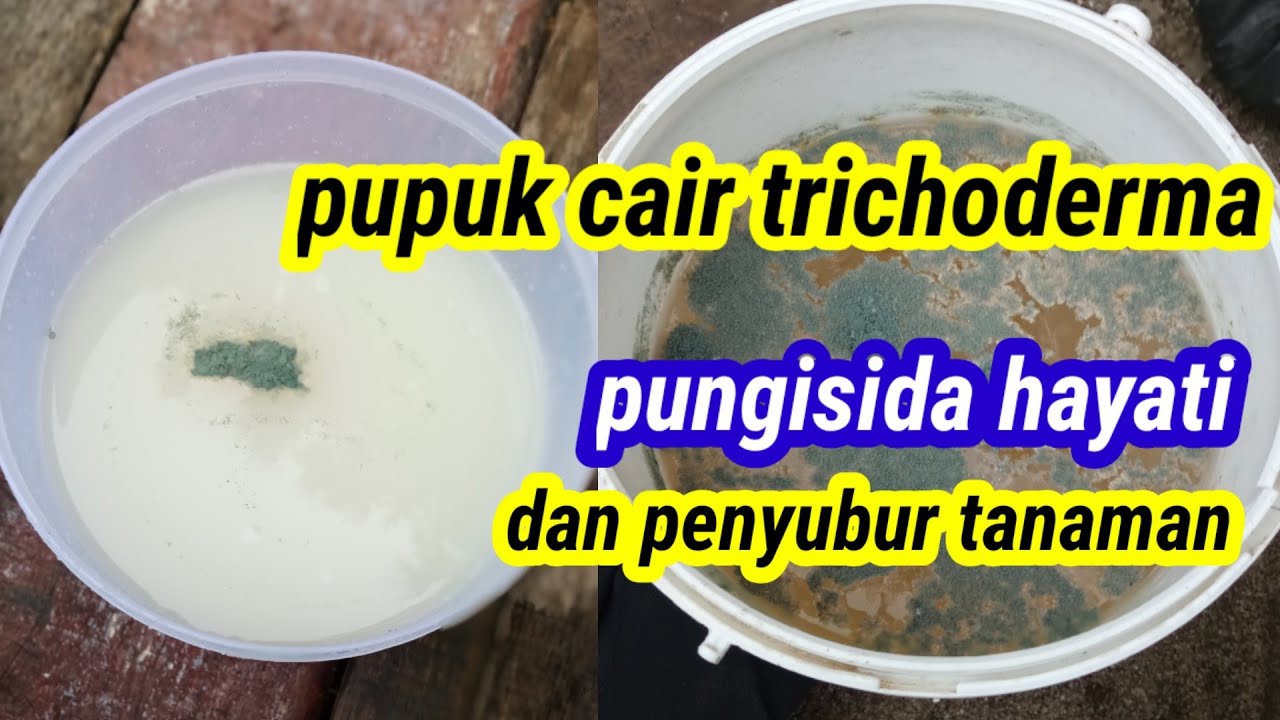 Cara membuat trichoderma cair/cara memperbanyak trichoderma media air
